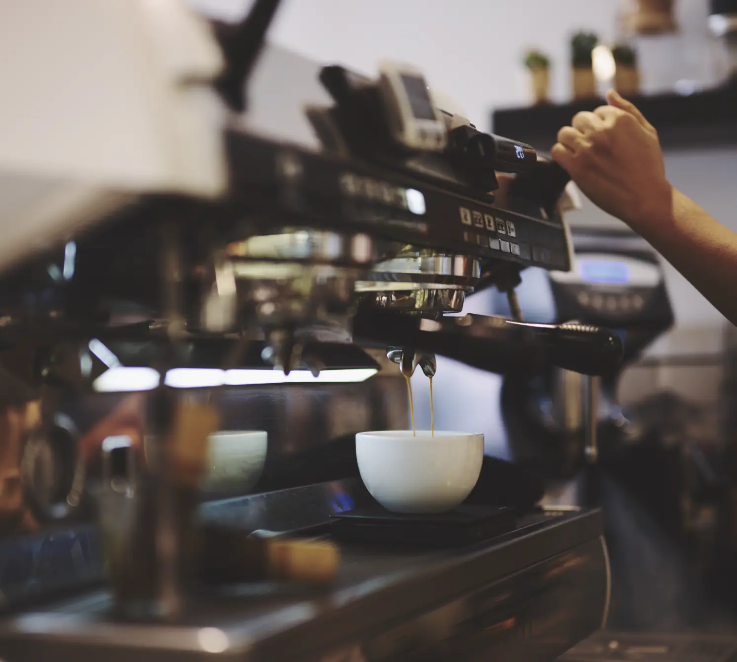 ریختن قهوه در Prado Coffee در محوطهٔ Botanica